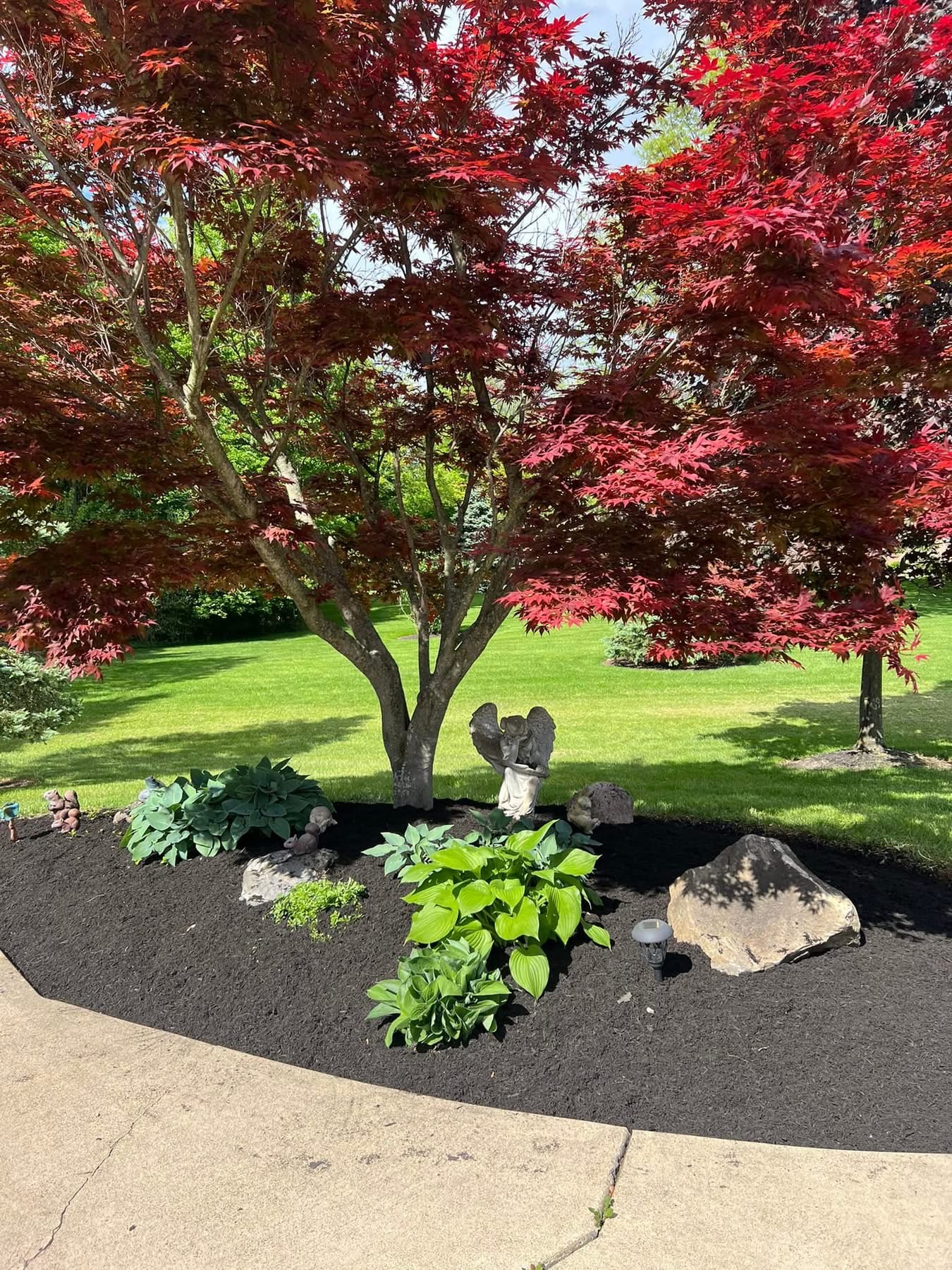 Mulched bed with hostas beneath red Japanese maple trees