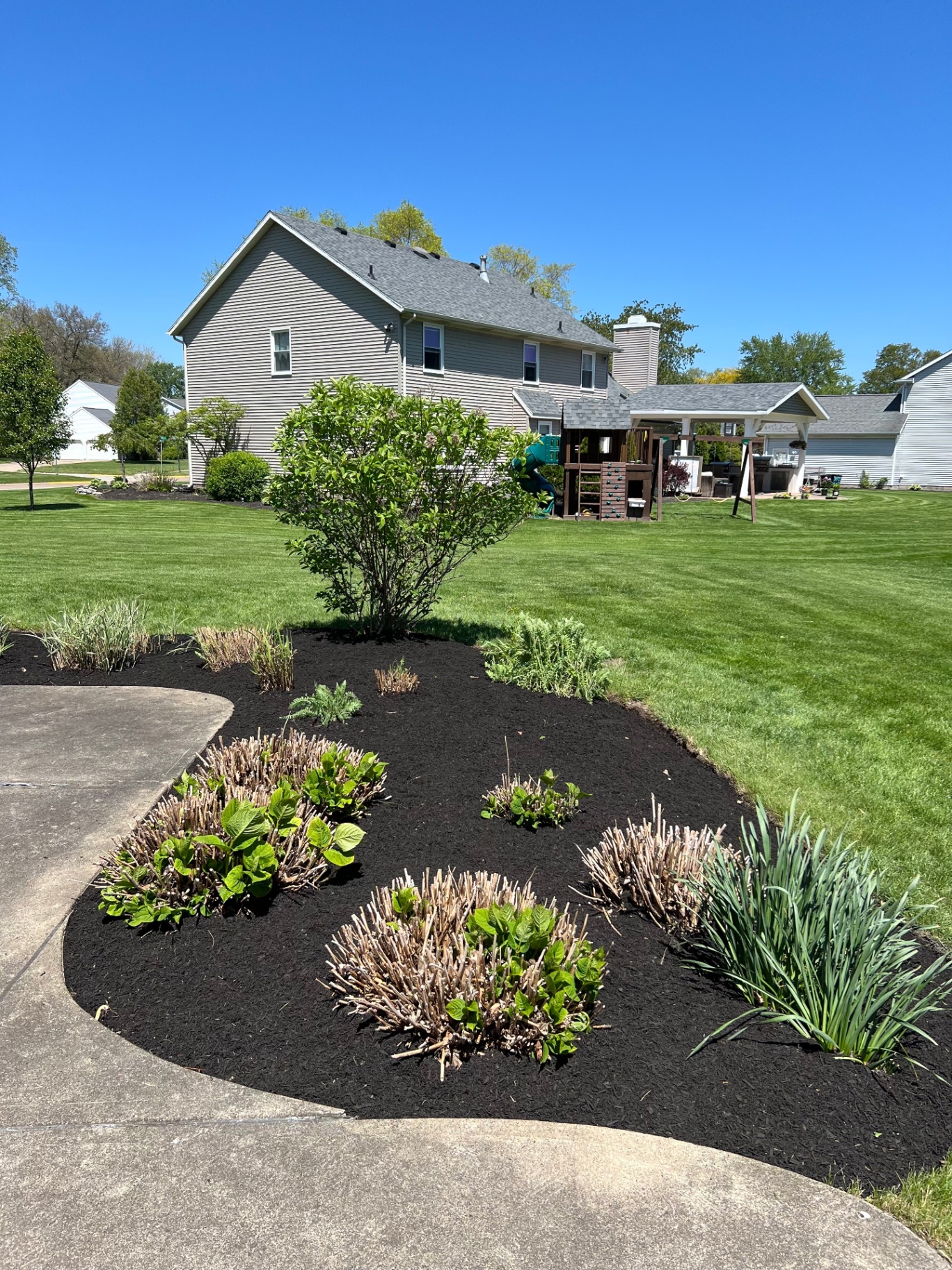 Backyard mulch beds with hydrangeas beside a manicured lawn